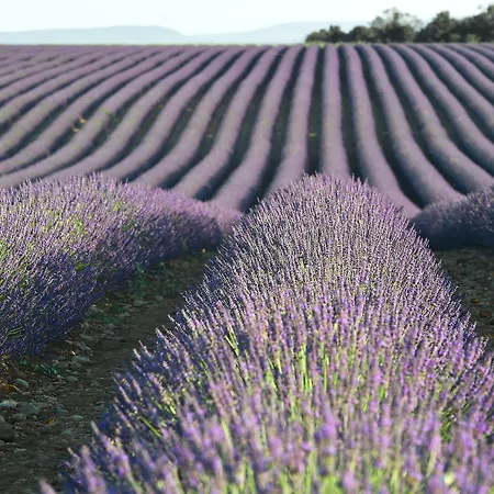 Provence